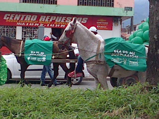 Se jubilan caballos en Ibagué 1 Se jubilan caballos en Ibagué