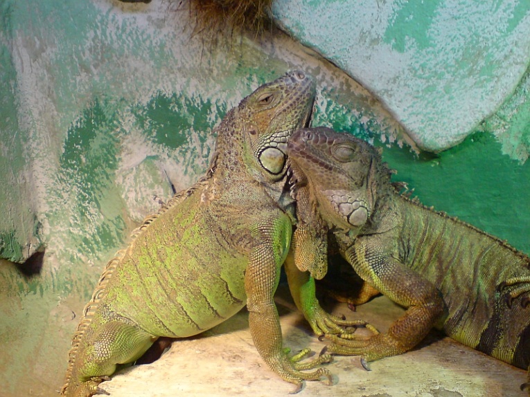 Alerta por caza indiscriminada de huevos de iguana en Semana Santa 3 Iguanas_reproduccion333