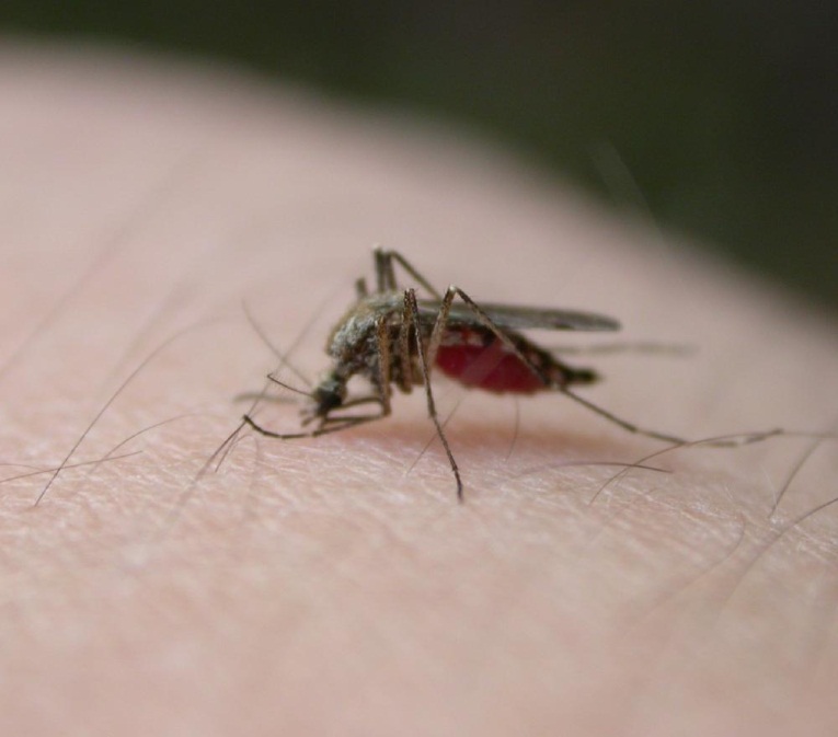 img_como_evitar_picaduras_de_mosquito_830_orig