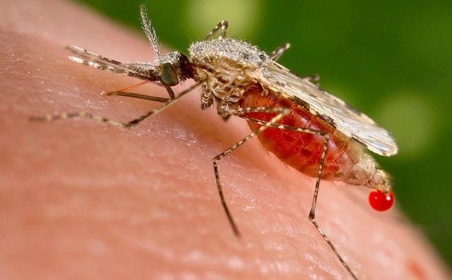 Falta conciencia ciudadana en la lucha contra el dengue y el chikungunya 4 Virus Chikungunya en Ibagué