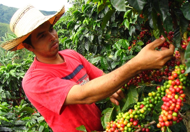 Fenómeno de El Niño afecta cerca del 20 % de las cosechas de café en Colombia 4 Cafeteros de Colombia