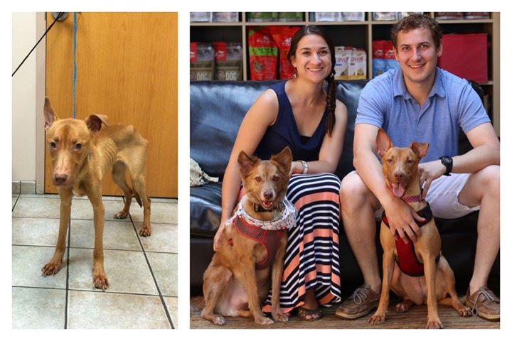 Gran ejemplo de amor hacia los animales 3 Foto Facebook Trio Animal Fundación