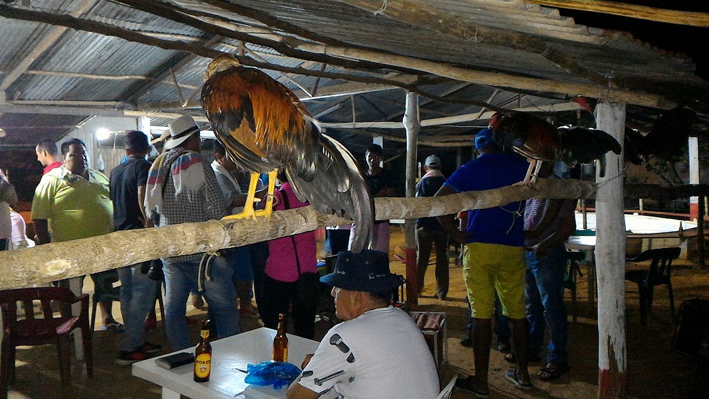 “Ya no tenemos libertad en el Llano” 4 Gallos