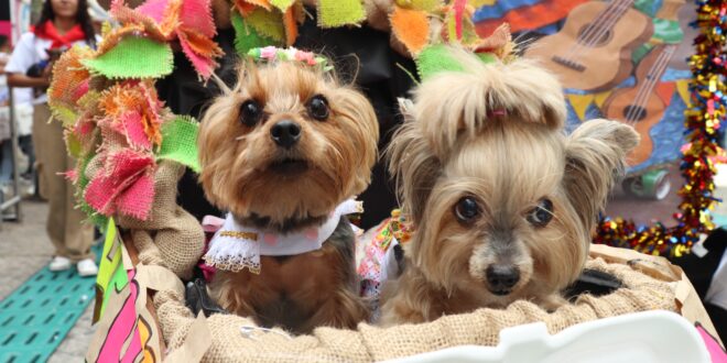 Mascotas