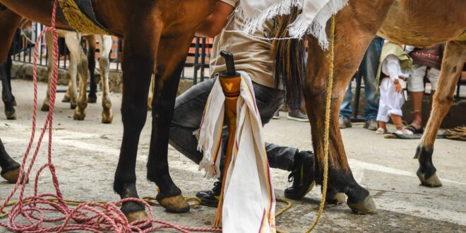 Murillo vive la tradición del arriero en el corazón de los Andes 1 Mulas