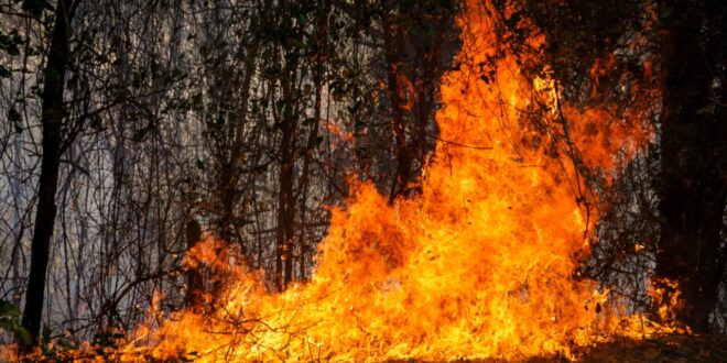 Incendios 1